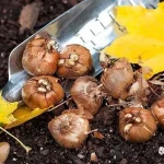husk-en-gang-for-alle-hvilke-blomster-skal-graves-op.webp.webp