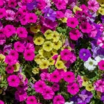 hvad-skal-man-goere-med-petunia-om-efteraaret-smid-den.webp.webp