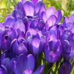 ikke-kun-tulipaner-disse-syv-loegblomster-er-vaerd-at-plante.webp.webp